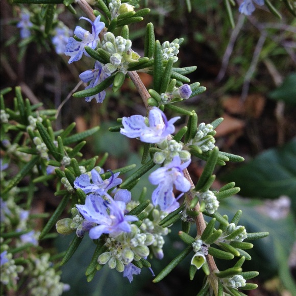 Meet your Posher, Amanda - Picture 1 of 1